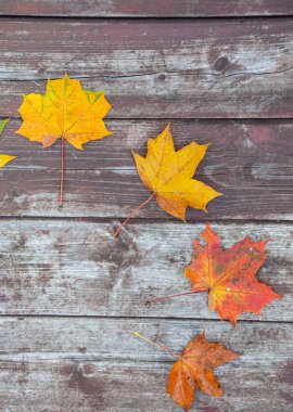 Eski ahşap arkaplanda renkli akçaağaç yaprakları, kopyalama alanı, seçici odak
