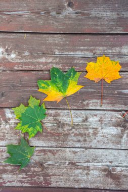 Eski ahşap arkaplanda renkli akçaağaç yaprakları, kopyalama alanı, seçici odak