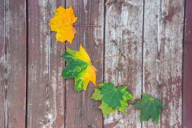 Eski ahşap arkaplanda renkli akçaağaç yaprakları, kopyalama alanı, seçici odak
