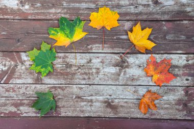 Eski ahşap arkaplanda renkli akçaağaç yaprakları, kopyalama alanı, seçici odak
