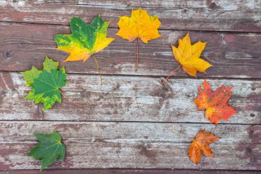 Eski ahşap arkaplanda renkli akçaağaç yaprakları, kopyalama alanı, seçici odak