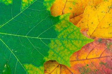 Sonbahar yapraklarının kapatılması makro özet arkaplan, seçici odak