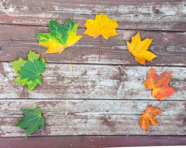 Hojas Coloridas Del Otoño Del Arce Fondo Madera Viejo Espacio — Foto de Stock