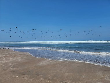 Kumsal manzarası, bir sürü kum, sakin dalgalar ve bir sürü uçan kuş.