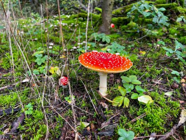 Yağmur ormanlarında yetişen vahşi kırmızı zeta mantarları.