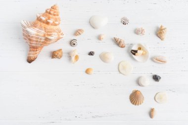 Beyaz ahşap zemin düz üzerinde çeşitli kabukları kopya alanı ile yatıyordu