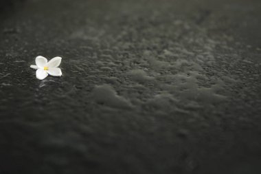 Yalnızlık çiçek ıslak siyah arka plan ile kopya alanı üzerinde; Yalnızlık kavramını benzersiz çiçek