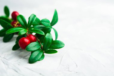 Cocrete kopya alanı, yumuşak odak ile üzerinde yeşil dalı üzerinde taze kızılcık