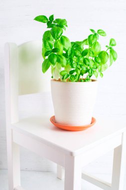 Beyaz sandalye taze yeşil fesleğen, dikey ile seramik pot ile vurdu