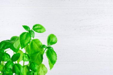 Kopya alanı beyaz zemin üzerine Yeşil taze organik fesleğen