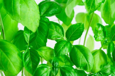 Taze yeşil fesleğen doku arka plan, yumuşak odak