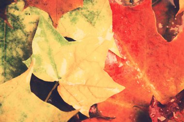 Fotoğraf arka plan ile portre, düz yatıyordu stil, tonlu tasarım yağmurlu sonbahar akçaağaç yaprakları