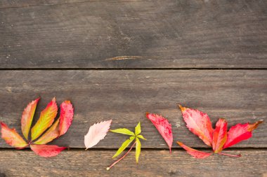 Kopya alanı, düz yatıyordu syle woodenn zemin üzerine renkli sonbahar yaprakları