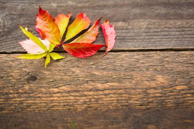 Ahşap arka plan, seçici odak, kopya alanı sonbahar yaprakları