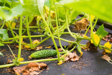 Bitki ve çiçek Bahçe, seçici odak büyüyen genç taze cucmber