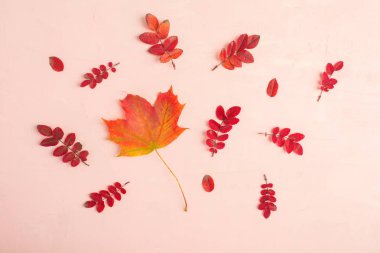Sonbahar pastel pembe kompozisyon kırmızı yaprakları, düz yatıyordu tarzı ile
