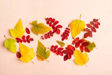 Pastel pembe arka plan kopya alanı ile üzerinde sarı ve kırmızı sonbahar yaprakları