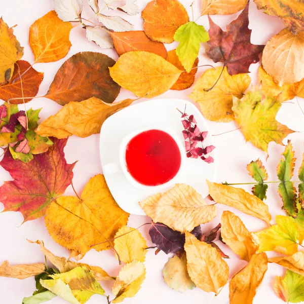 Bebida Roja Caliente Con Hojas Secas Coloridas Alrededor Taza Estilo — Foto de Stock