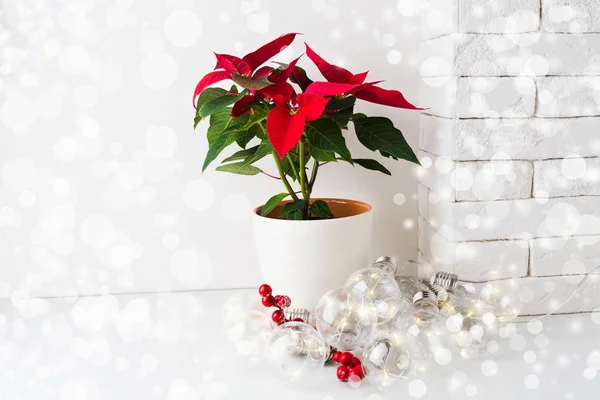 Poinsettia Roja Flor Navidad Olla Blanca Con Guirnalda Imitación Nieve — Foto de Stock