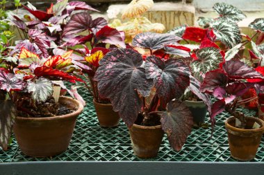 Gardenning kavramı kırmızı bitkilerde bu bahar ayrıntıları ile çiçek Demlikli