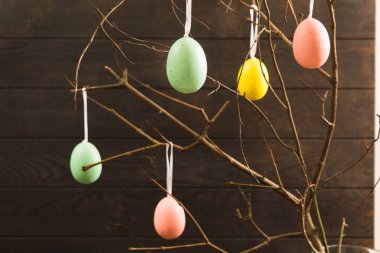 Dalları ile koyu ahşap arka plan üzerinde renkli yumurta