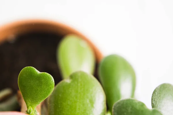 Day of Earth concept with beautiful green leaf with heart shape of crassula plant, selective focus