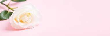 Pastel pembe kopya alanı ile beyaz gül çiçek