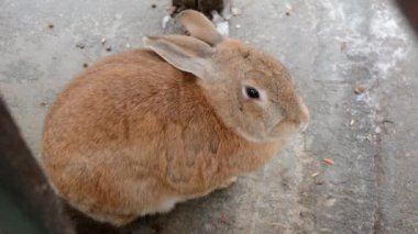 Beton zemindeki kırmızı tavşan burnunu hareket ettiriyor.