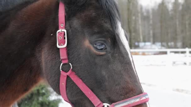Vista de perto da cabeça de cavalo puro-sangue marrom com freio no inverno — Vídeo de Stock