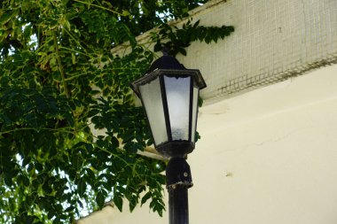 Arka planda siyah lamba ve yeşil yapraklar