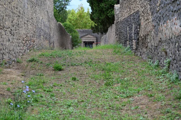 İki duvar arasında çimenli bir yol