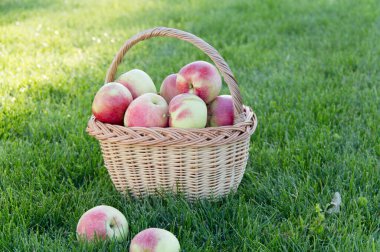 Yeşil çimlerin üzerinde olgun elmalar. Hasat..