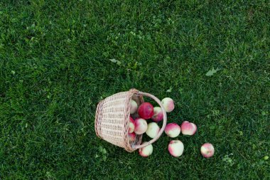 Yeşil çimlerin üzerinde olgun elmalar. Hasat..