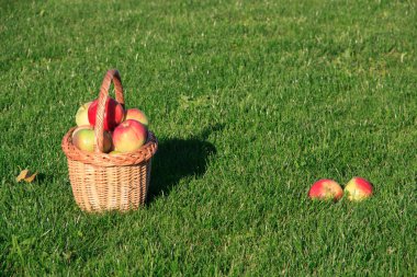 Yeşil çimlerin üzerinde olgun elmalar. Hasat..