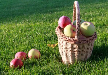 Yeşil çimlerin üzerinde olgun elmalar. Hasat..