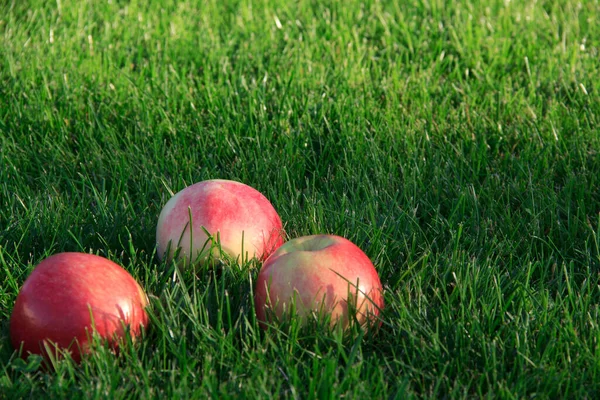 Pommes Mûres Sur Une Herbe Verte Récolte — Photo