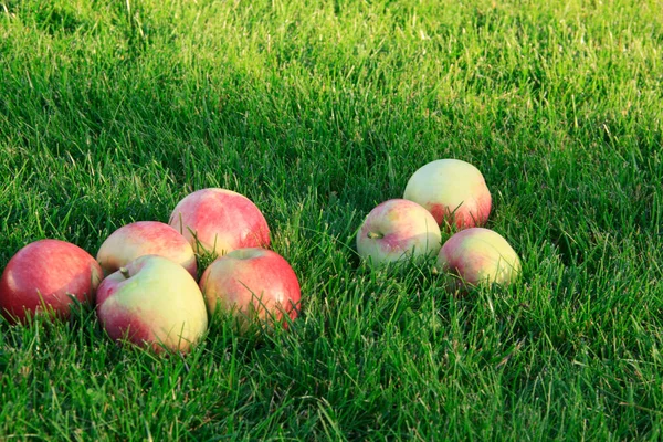 Mogna Äpplen Grönt Gräs Skörd — Stockfoto