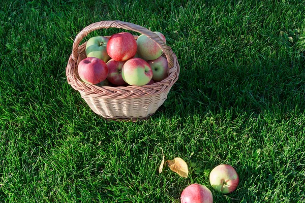 Ripe Apples Green Grass Harvesting — Stock Photo, Image