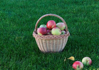 Yeşil çimlerin üzerinde olgun elmalar. Hasat..