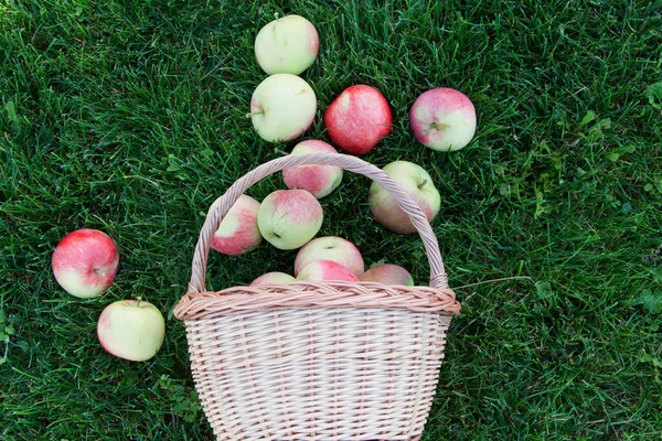 在绿草上成熟的苹果 — 图库照片