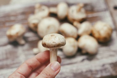 Champignon mantarı. Ahşap masa üzerinde küçük beyaz kahverengi mantar. El mantar tutun.