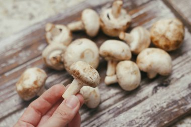 Champignon mantarı. Ahşap masa üzerinde küçük beyaz kahverengi mantar. El mantar tutun.