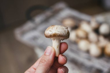 Champignon mantarı. Ahşap masa üzerinde küçük beyaz kahverengi mantar. El mantar tutun.