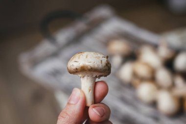 Champignon mantarı. Ahşap masa üzerinde küçük beyaz kahverengi mantar. El mantar tutun.