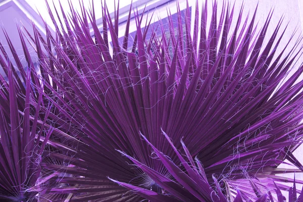 Neonrosa Palme Hintergrundkonzept — Stockfoto