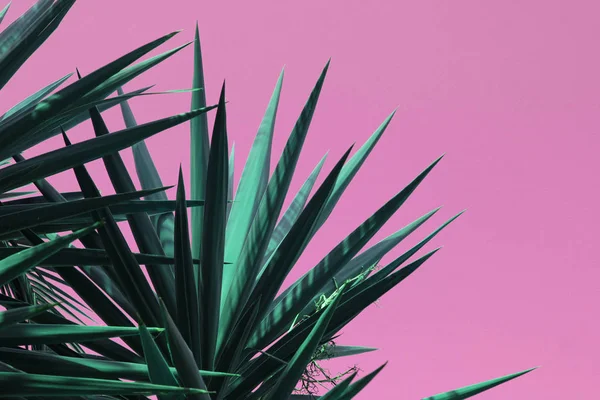 Neon Roze Palm Achtergrond Concept — Stockfoto