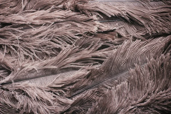 Ostrich Feathers Texture Background Close Details — Stock Photo, Image