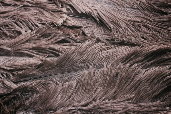 Struisvogelveren Textuur Achtergrond Nadere Bijzonderheden — Stockfoto