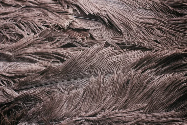 Ostrich Feathers Texture Background Close Details — Stock Photo, Image