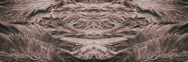 Struisvogel Veren Textuur Achtergrond Close Details Header Indeling Lange Symmetrische — Stockfoto